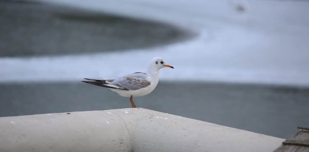 Guano