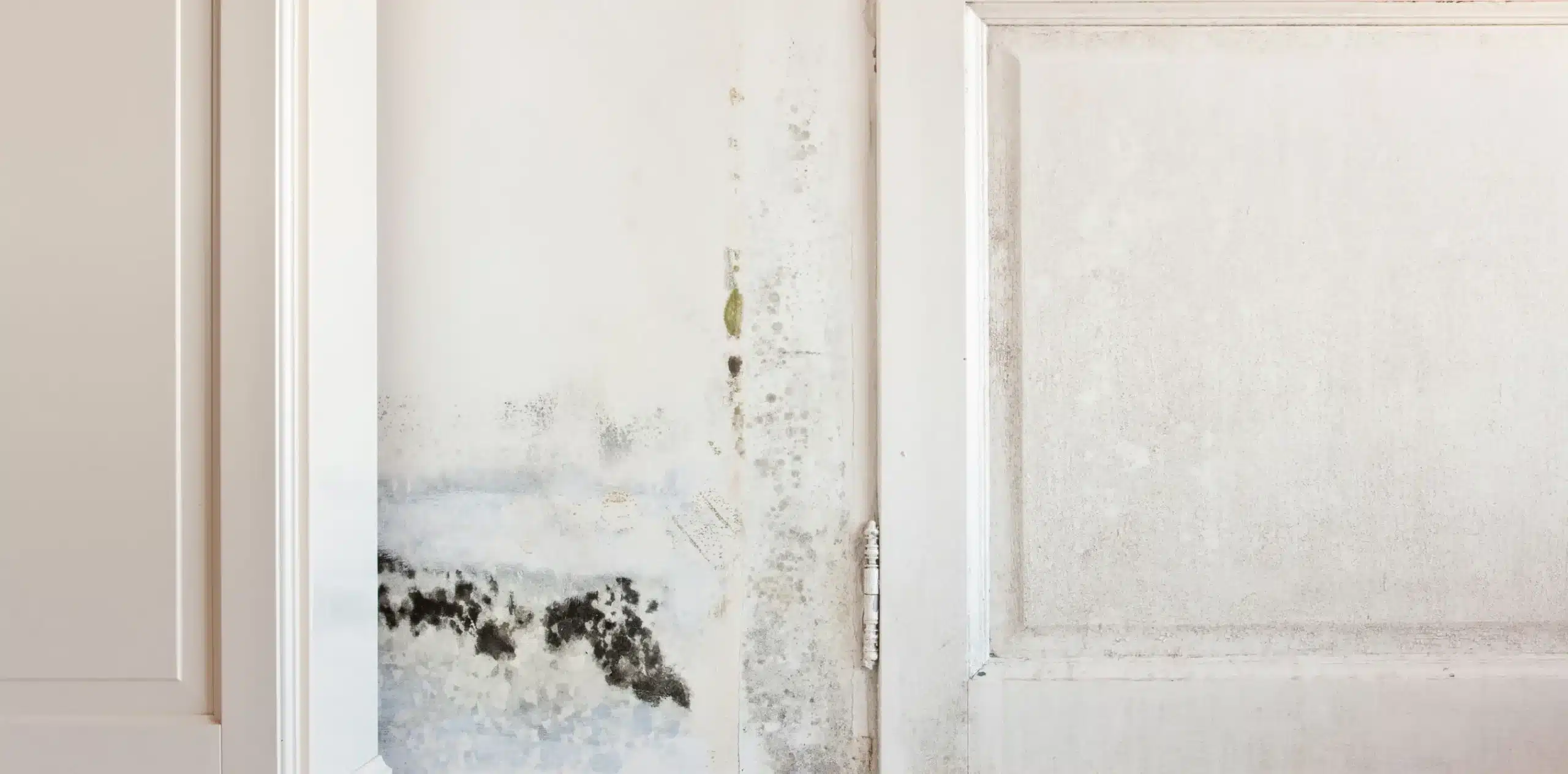 damp and mould - Perfect Clean LTD - Perfect Clean LTD Awaab's Law